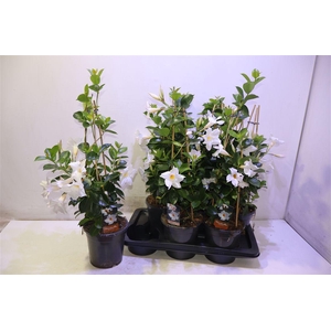 arr8 Mande Di Jade White