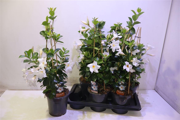 <h4>Mande Di Jade White</h4>