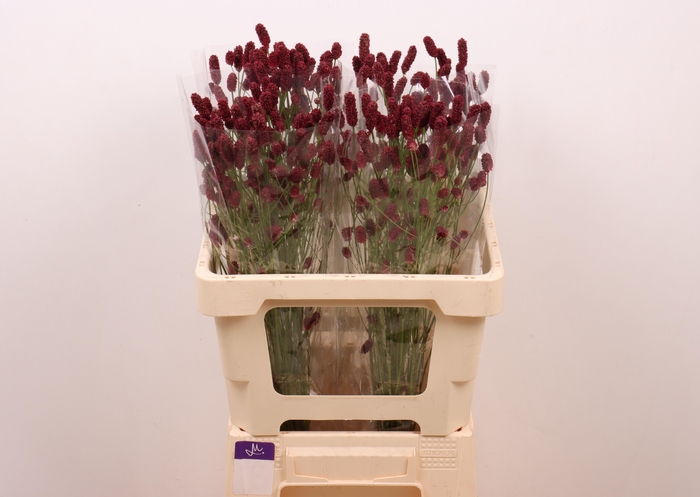 <h4>SANG OF RED DREAM</h4>