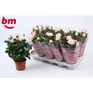 Rosa Light Pink Beau Monde (12 cm)