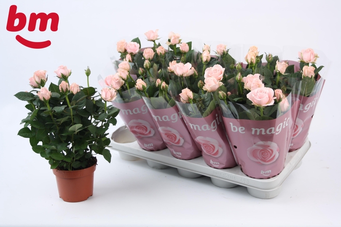 <h4>Rosa Light Pink Beau Monde (12 cm)</h4>