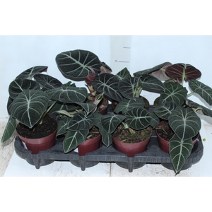 ALOCASIA BLACK P12