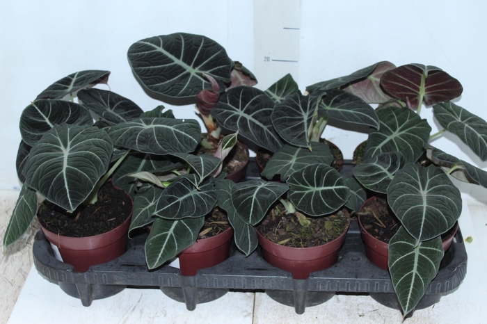 <h4>ALOCASIA BLACK P12</h4>