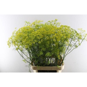 Anethum Graveolens (geel)extra
