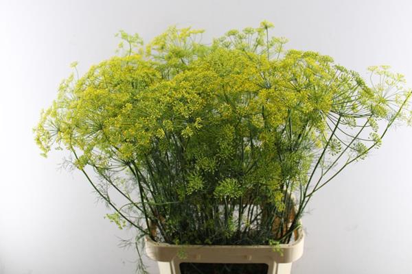 <h4>Anethum Graveolens (geel)extra</h4>
