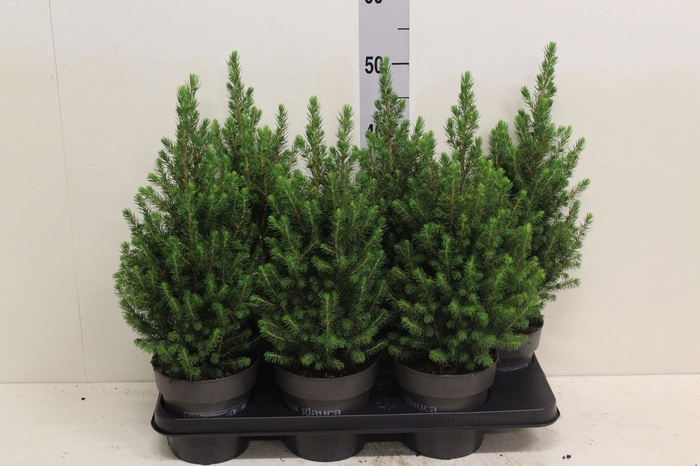 <h4>Picea glauca 'Perfecta'</h4>