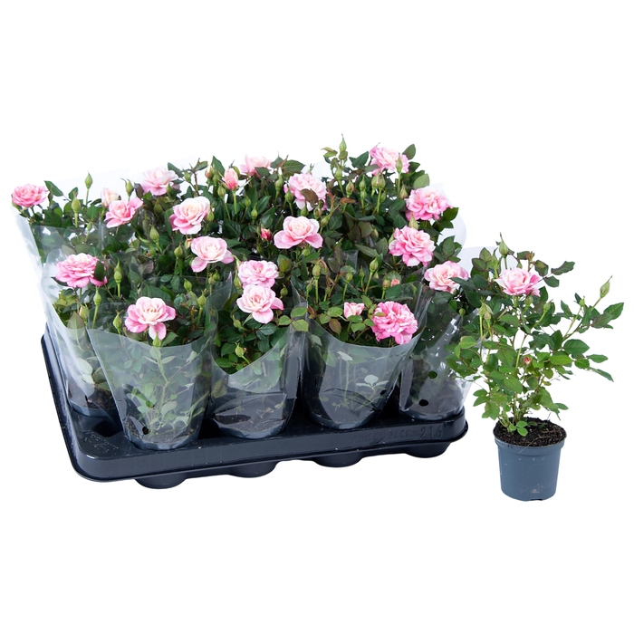 <h4>Nolina Roses Ø 7 cm. Piia Blanco sleeve</h4>