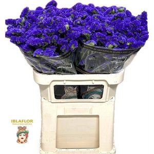 LIM S CRYST DARK BLU