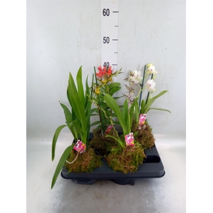 Orchideeen   ...