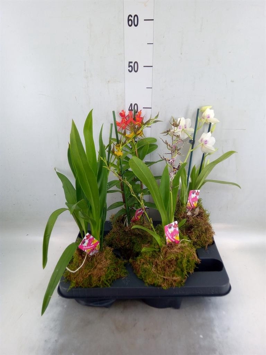 <h4>Orchideeen   ...</h4>