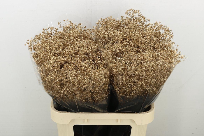 <h4>Gyps Grof Koper</h4>