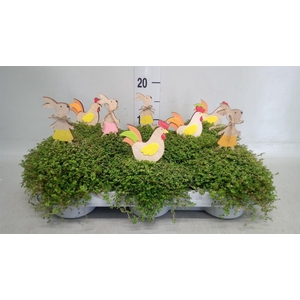 Soleirolia soleirolii   ...green