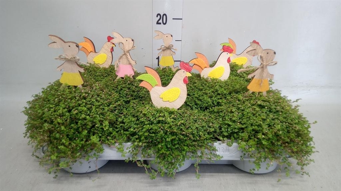 <h4>Soleirolia soleirolii ...green</h4>