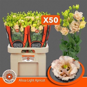 Eus G Alissa L Apricot
