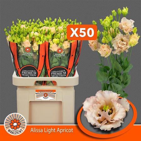 <h4>Eus G Alissa L Apricot</h4>