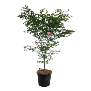 Acer North Wind ®