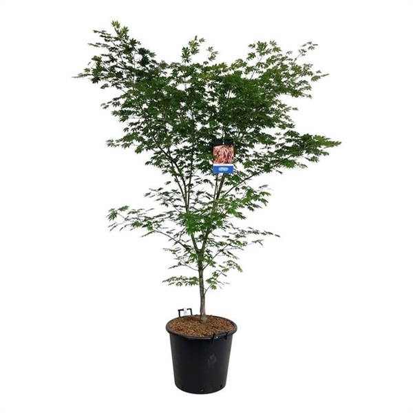 <h4>Acer North Wind ®</h4>