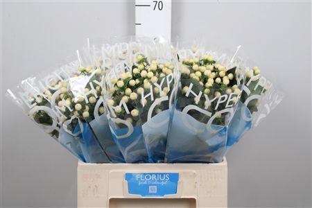 <h4>Hyp Coco Bellimo</h4>