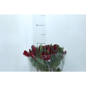 ALSTROEMERIA GALERAS 070 CM