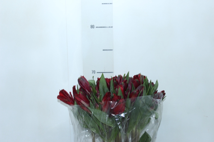 <h4>ALSTROEMERIA GALERAS 070 CM</h4>
