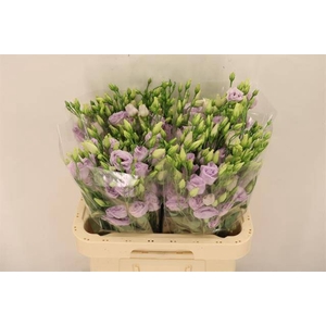 EUS G ROSI LAVENDER
