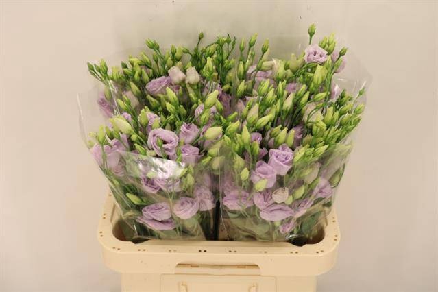 <h4>EUS G ROSI LAVENDER</h4>