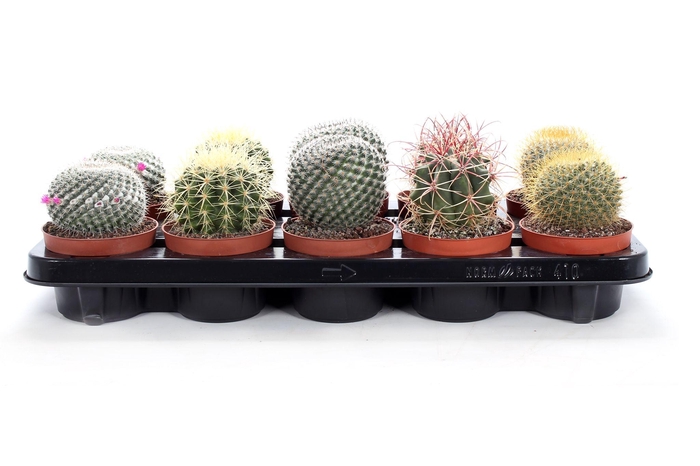 <h4>Cactus canarias 10,5 cm</h4>