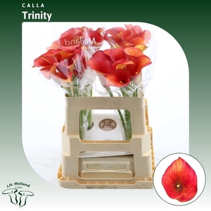 ZANT CAPT TRINITY