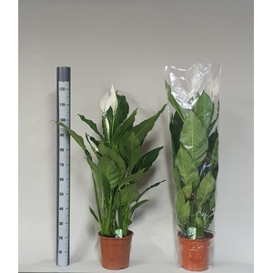 SPATH SWEET SEBASTIA