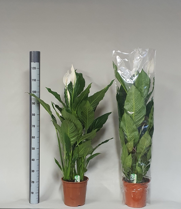 <h4>SPATH SWEET SEBASTIA</h4>