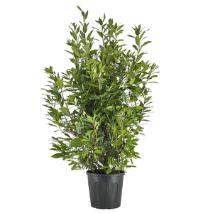Laurus nobilis Struik