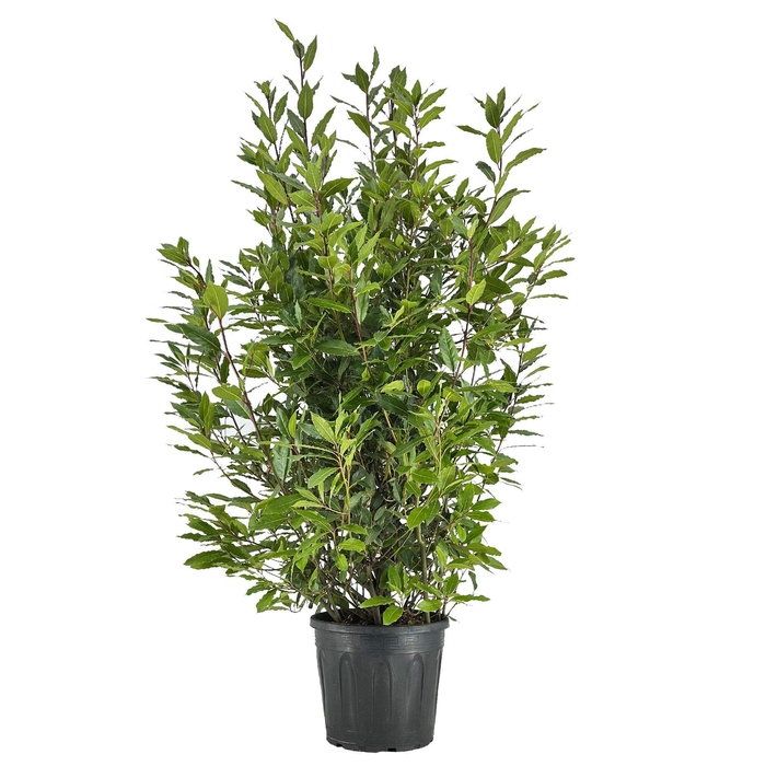 <h4>Laurus nobilis Struik</h4>