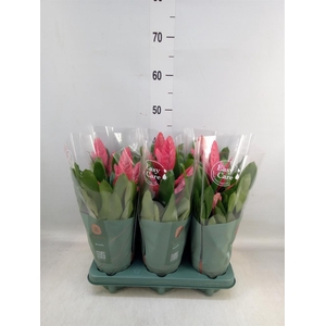 Vriesea  'Intenso Pink'