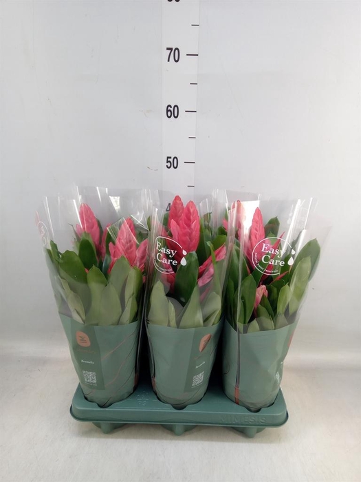 <h4>Vriesea 'Intenso Pink'</h4>