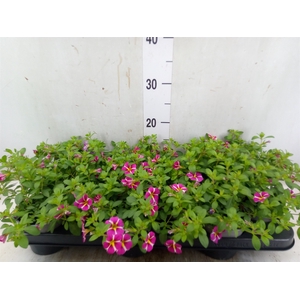 Calibrachoa  'Minifam Rave Pink'