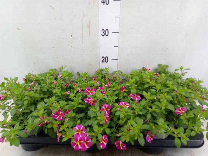 <h4>Calibrachoa  'Minifam Rave Pink'</h4>