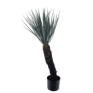 Yucca Rostrata tree Cuba h15 green