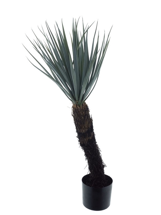 <h4>Yucca Rostrata tree Cuba h15 green</h4>