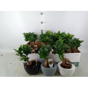Ficus microcarpa 'Ginseng'