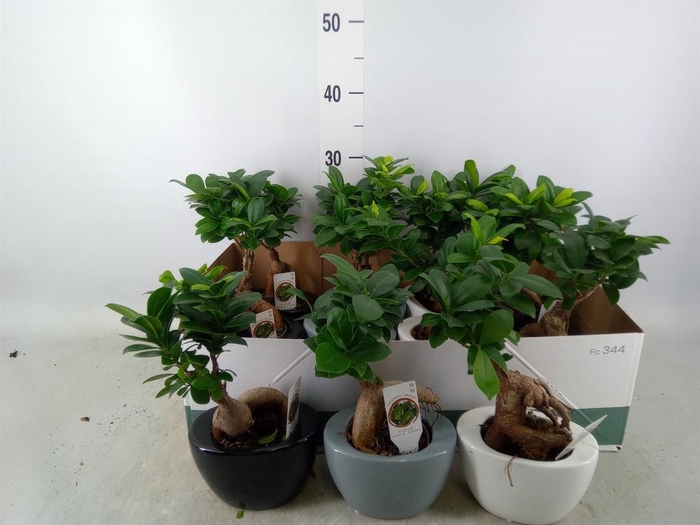 <h4>Ficus microcarpa 'Ginseng'</h4>