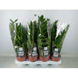 Zamioculcas zamiifolia