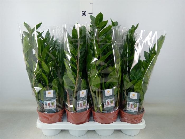 <h4>Zamioculcas zamiifolia</h4>