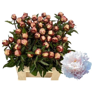 PAEO L GARDENIA