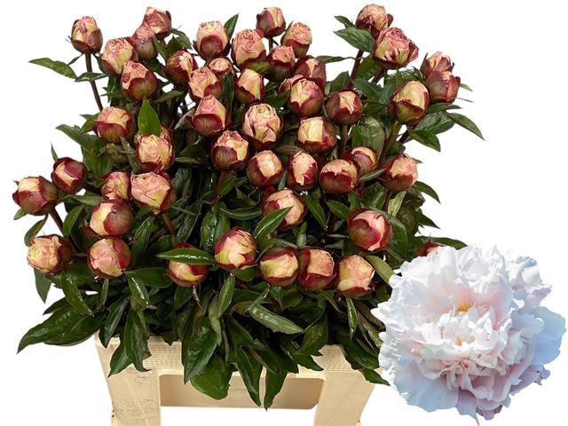 <h4>PAEO L GARDENIA</h4>