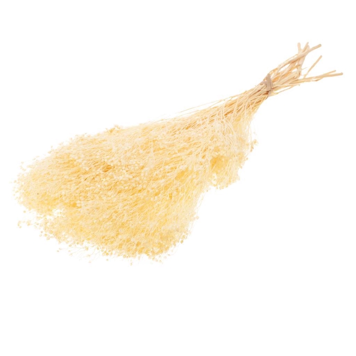 <h4>Broom Bloom Bunch Preserved Bleached White</h4>