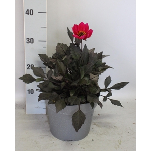 Dahlia 19 cm Donkerblad Red
