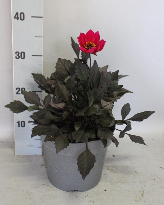 <h4>Dahlia 19 cm Donkerblad Cherry Red</h4>