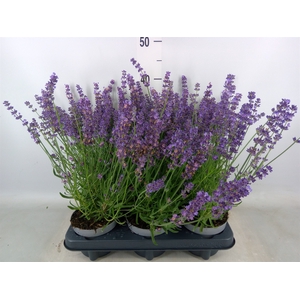Lavandula angus. 'Spear Blue'