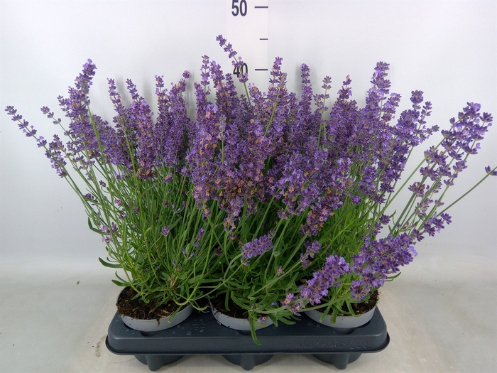 <h4>Lavandula angus. 'Spear Blue'</h4>