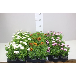 Osteospermum Mixtrolley